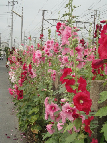 写真 タチアオイ 横須賀線沿い.jpg