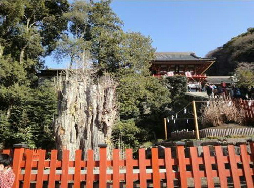 写真 八幡宮の大銀杏.jpg