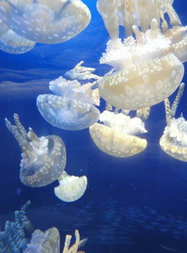 写真 新江ノ島水族館のクラゲ.jpg