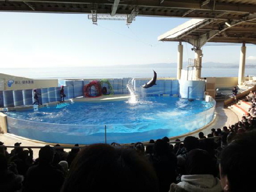 写真 新江ノ島水族館・イルカのショー.jpg