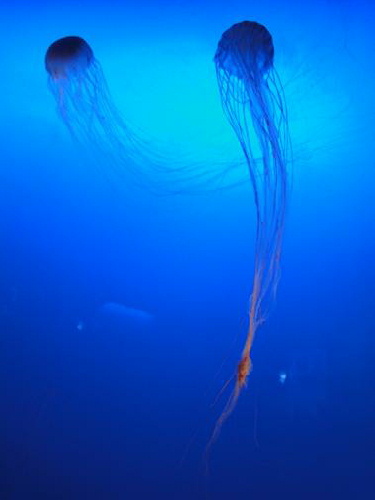 写真 新江ノ島水族館・クラゲ.jpg