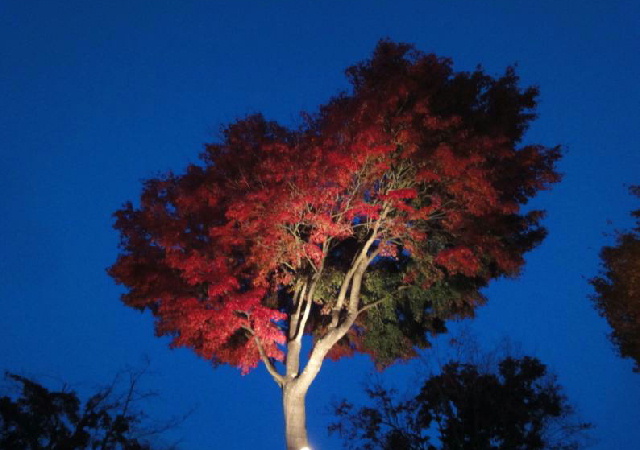 写真 河口湖の紅葉.jpg