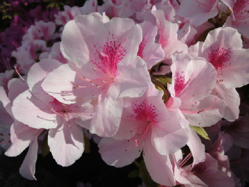 写真 花 つつじ.jpg