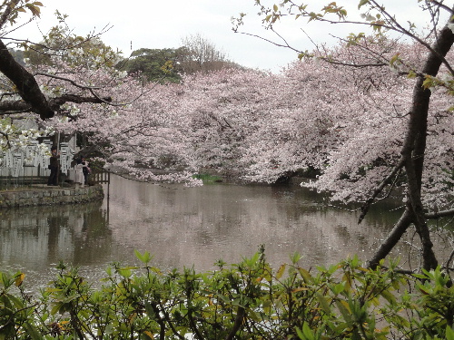 写真 花 源氏池と桜.jpg