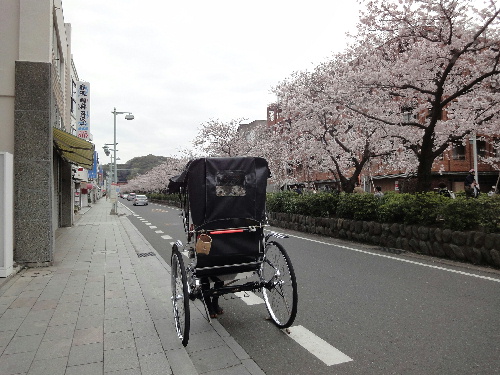 写真 花 若宮大路と人力車.jpg