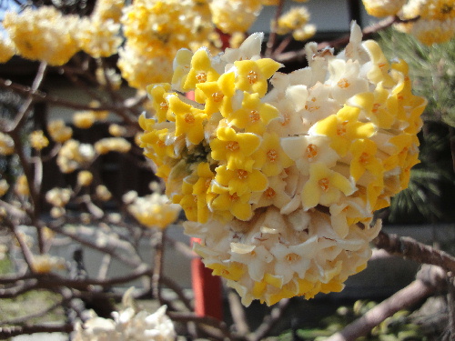 写真 花 荏柄天神のミツマタ.jpg