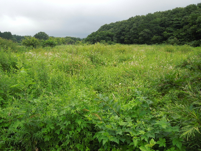 写真 野立て太陽光03 元農地.jpg